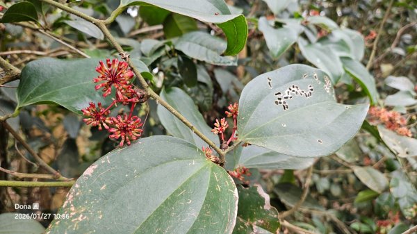 20260127三通嶺山.三義山(大桁茂山).慈濟山.大坪山大O走2989903