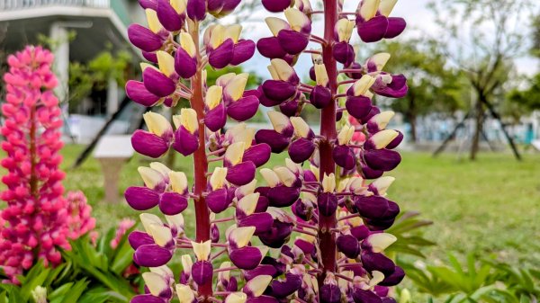 《西江月。魯冰花艷台大》2725796