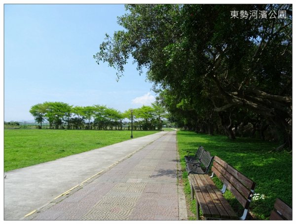 雞冠刺桐的花開1681834