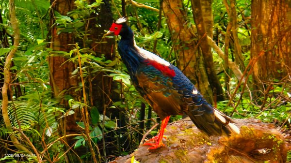 #新店四十份 #翡翠水庫壩頂 #夜景 #曙光 #雲海 #雲瀑 #藍腹鷴 8/62852927