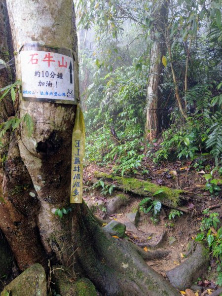 石牛山(小百岳)迷霧中登頂及陡坡探險之旅903794