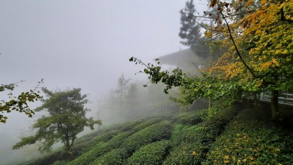 《南投》霧鎖銀杏林｜武岫農圃銀杏林觀景步道及長源圳古道202110231495700