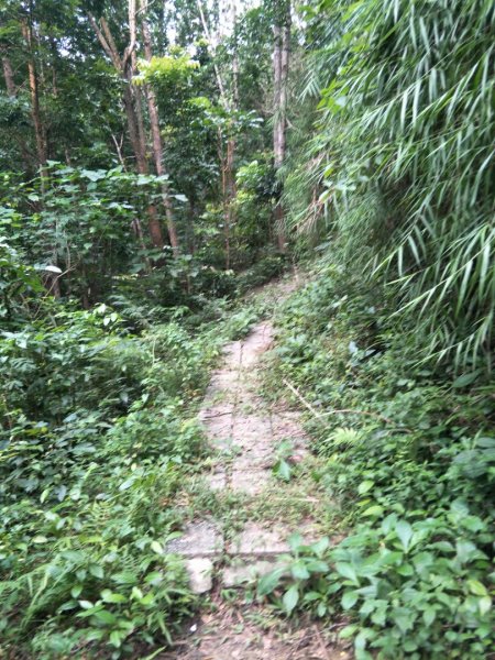 林安森林公園步道(大寮山步道)1464942