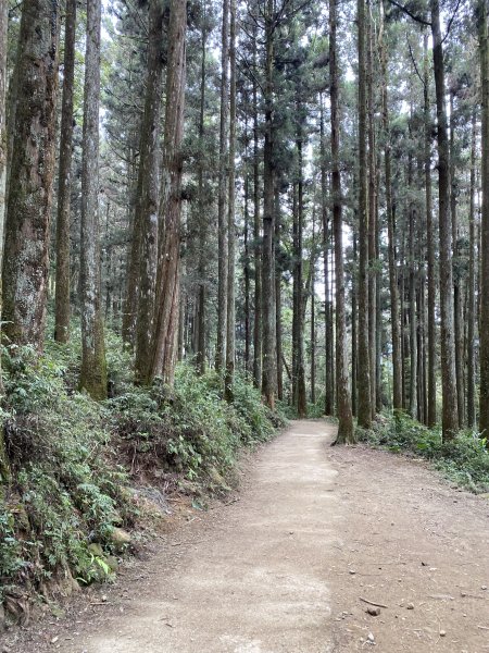 奮起湖大凍山3060161