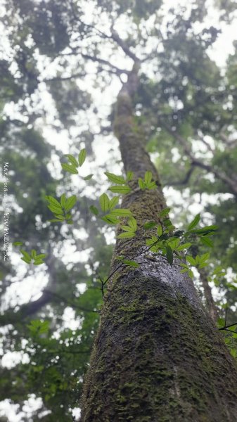 《雲林》望好望角｜石壁山嘉南雲峰步道(中側登山口）202506072805377