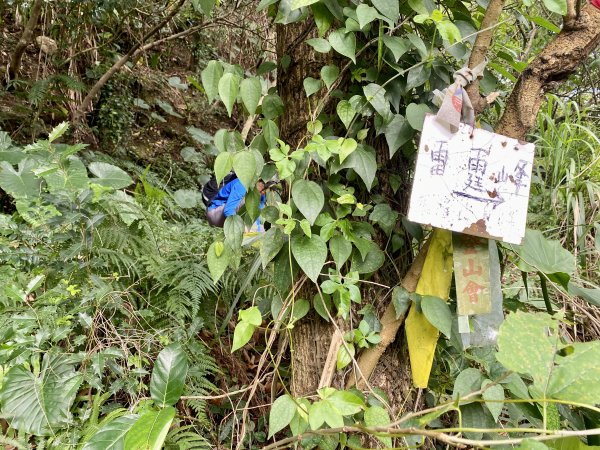 黃金一稜：基隆山東峰 (雷霆峰)1553483