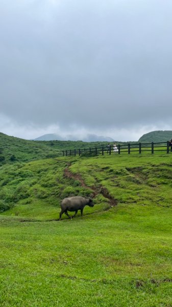 230701 擎天崗環形步道 🐂2201271