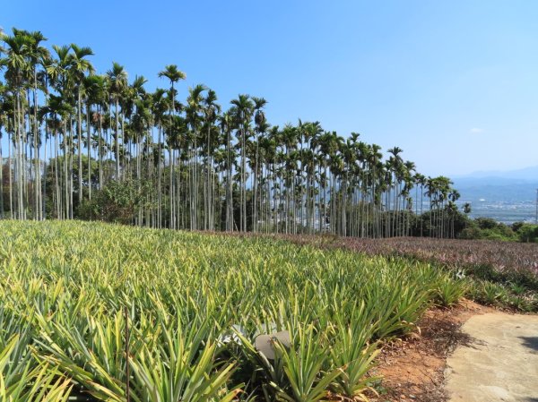 南投草尾嶺步道(賞血藤花)3031439