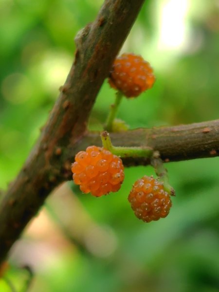 九芎頭步道-雲頂步道-二延平步道-二延平山-茶霧之道2773831