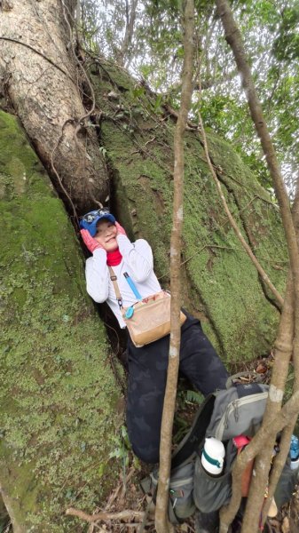 東勢大崙、東勢坑山、觀音湖山O走2986305