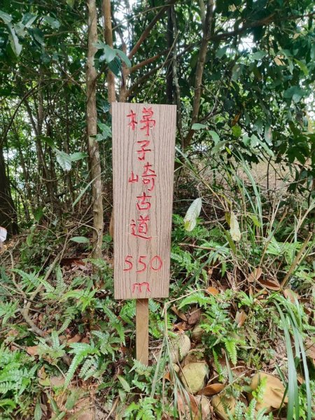三義三通嶺-銅鑼杭菊（古道巡禮類環島小探險近25K）2957962