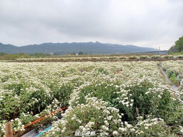 【苗栗】賞花趣~銅鑼杭菊x通霄蒜香藤花廊2945982