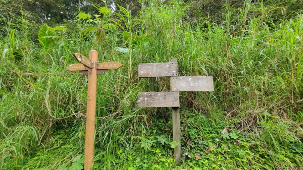 大崎棟古道.大山背山705m.騎龍山510m2060321