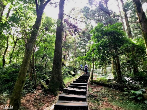 茂密柳杉林「東眼山」627298