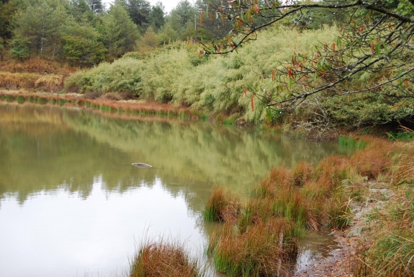 【春夏之際】大雪山神木,天池與帝雉19281