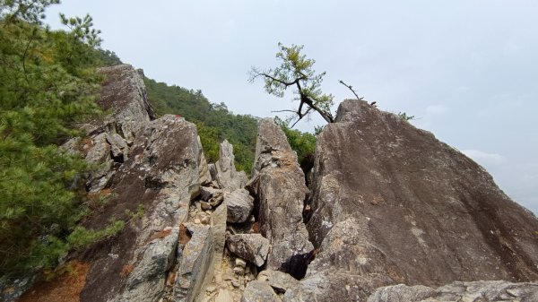 東卯山東南稜原路往返（德芙蘭步道小o繞）尋找失落的石觀音2082160