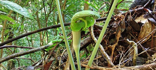 2026/02/21-馬胎古道（含二期）3005122