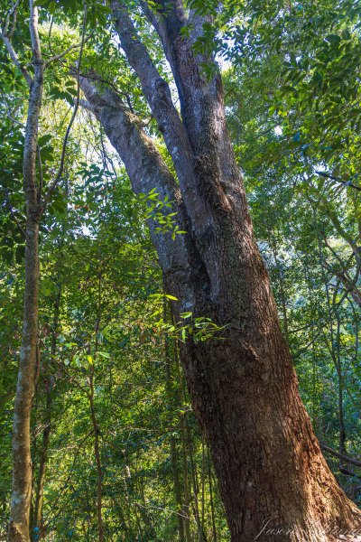 谷關七雄_唐麻丹山3015609