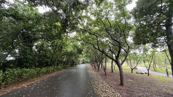 大湳森林公園2803730