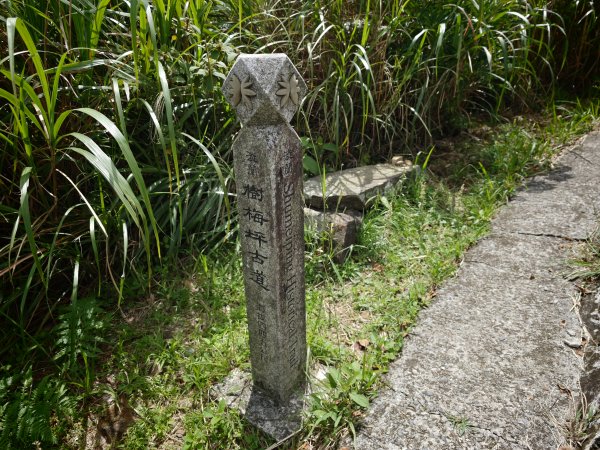 [淡蘭古道] 2026_0531 北路第一段_樹梅坪古道3070652