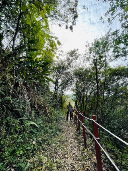 鶯歌老榕樹循古之旅1206736