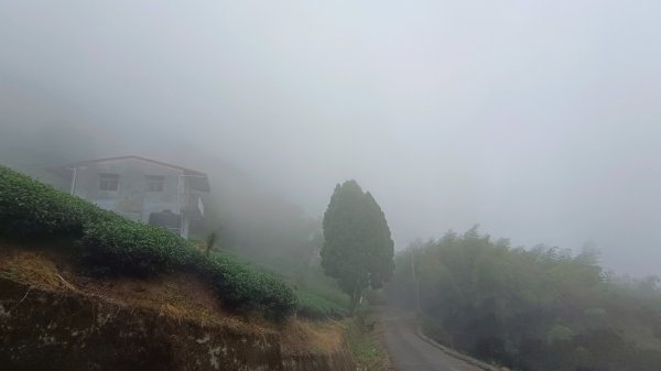 溪頭大崙山“樟空崙山步道+羊頭崙山步道+竹崙/志騰山步道”七連峰（大石公起登大O繞）1905069