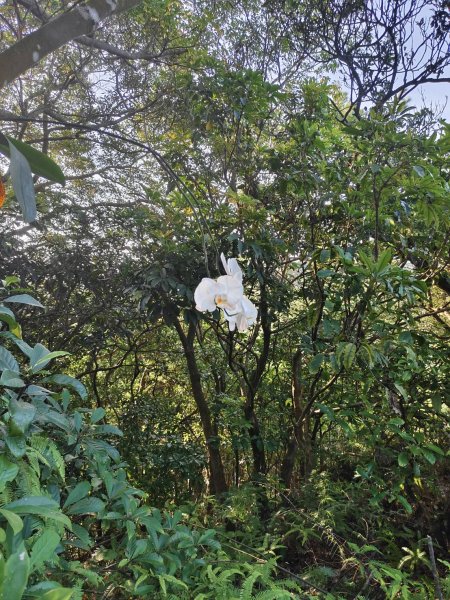 林口頂福巖森林步道2838119