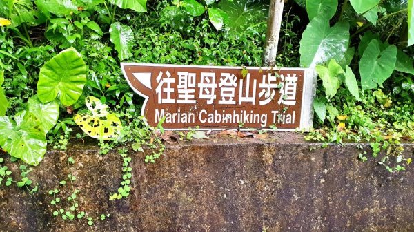 【中級山】宜蘭抹茶山（三角崙山），聖母登山步道，五峰旗瀑布2741067