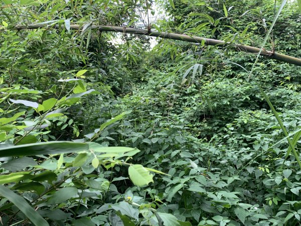 20250906台南蚵殼坑山-九層嶺-三十六崙山-洋子寮山2881513