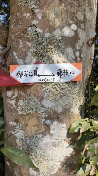 20260214 小百岳藤枝山3002991