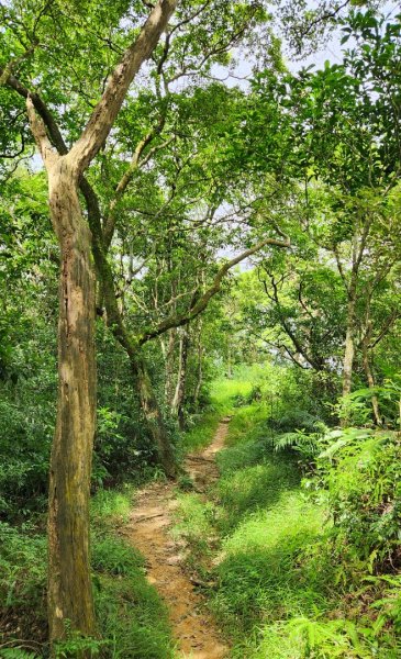 三峽雲森瀑布，竹崙山，水車寮林道，十七寮山，桃園虎頭山環保公園，虎嶺迎風步道，忠烈祠步道2234231