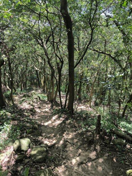 20250815微笑山線大棟山系百年大榕樹段2859925