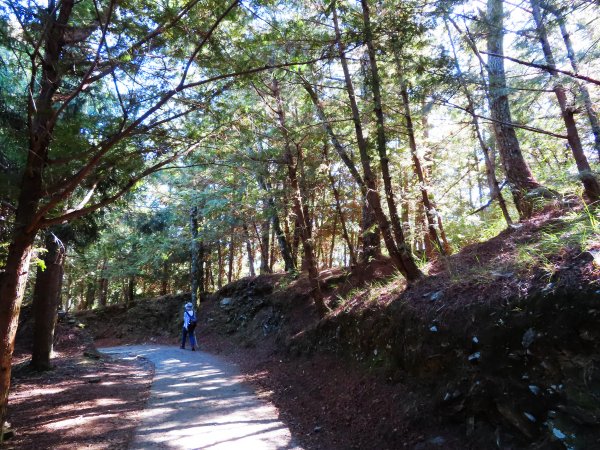 如童話般的森林步道-武陵桃山瀑布步道1190787