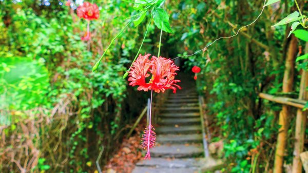 大崗山,盤龍峽谷2954508