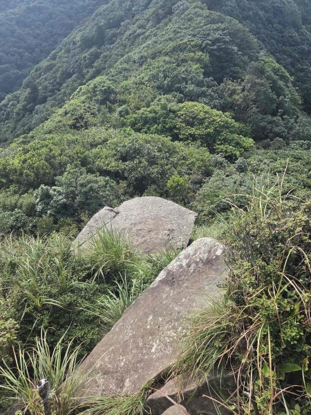 20260831竿尾崙古道-大屯溪古道O型3114816