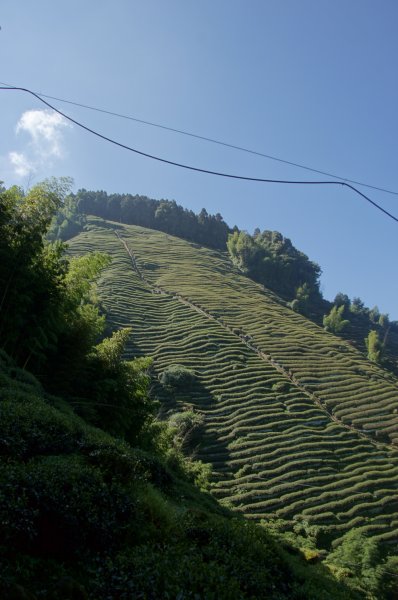 忘憂森林金柑樹山1118735