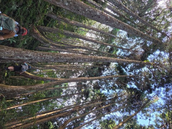 【中級山】麥巴來山，夢幻杉木林3089252