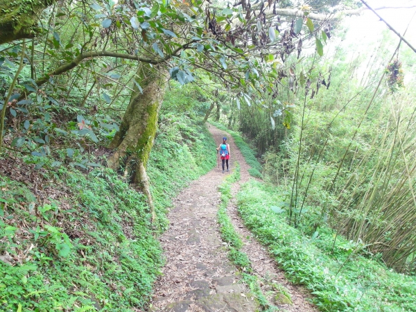 二子坪 面天山 向天山步道 大屯山西峰39870