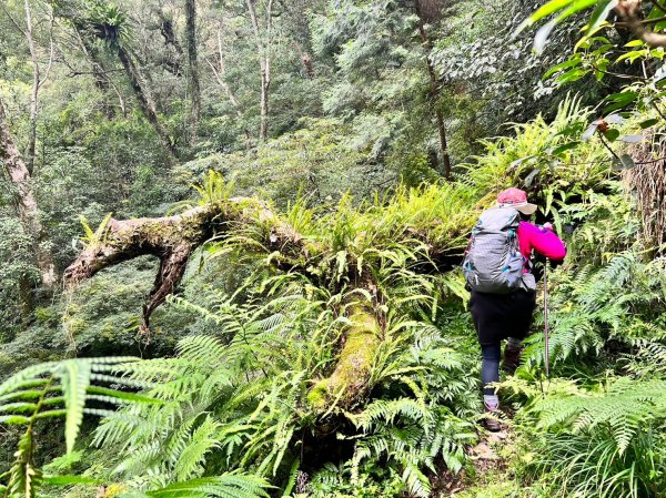 福巴越嶺國家步道2364481