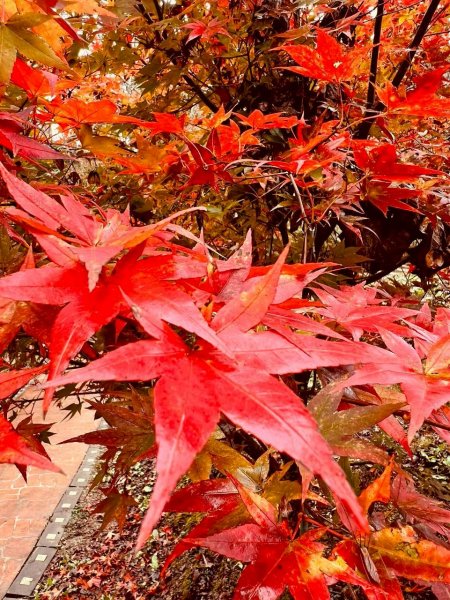 🌈12/20(六)福壽山農場~追風趣✨FB：熊熊趴爬走🌈2967288