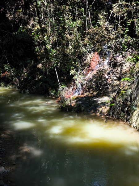 2024-08-22 澀水森林步道2578387