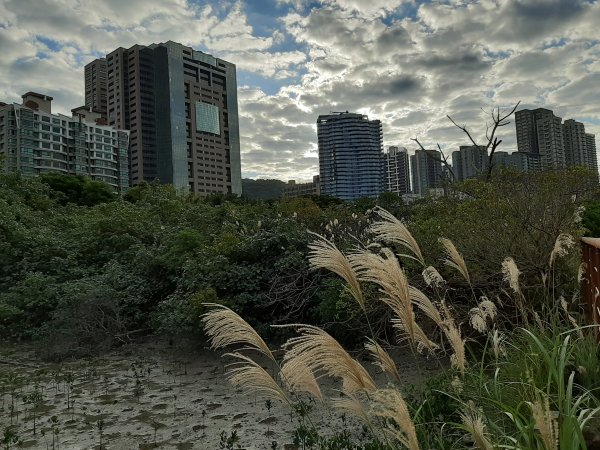 紅樹林生態步道 - 全臺最大的水筆仔森林776015