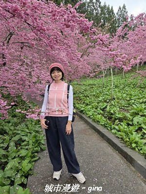 【台中和平】2026福壽山農場千櫻園賞櫻季3010672