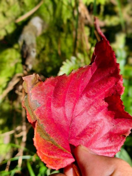 20251106北大武山步道☁️ 喜多麗雲海2931338