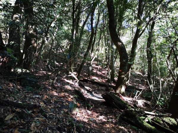 屏風山--岳界說的鳥山，其實不鳥～很辣703262