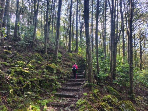 稍來小雪山國家步道、船型山、鞍馬山、鞍馬山東北峰、天池、雪山神木2799843
