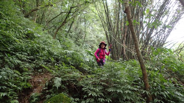  傑士嶺-伏獅山-九芎坑山古道O型連走178993