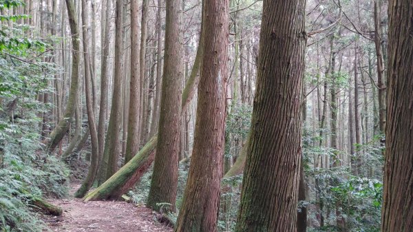 大雪山生態社區-橫嶺山木馬古道(亦稱橫嶺山自然步道) / 6.6K-6.0K步道出口-3.5K1762745