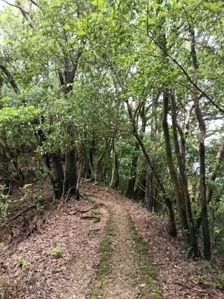 平溪區三功大厝+番子坑山+千階嶺步道O型2781166