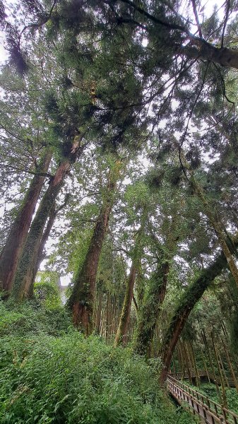 阿里山巨木1897491